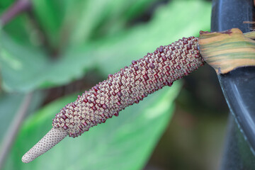 Closeup purple red seeds on flower stem is spindle shaped of Anthurium Renaissance Variegated in the tropical botanical garden