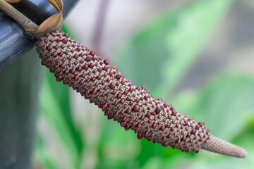 Closeup purple red seeds on flower stem is spindle shaped of Anthurium Renaissance Variegated in the tropical botanical garden