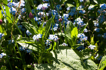 Forget-me-nots (Myosotis)