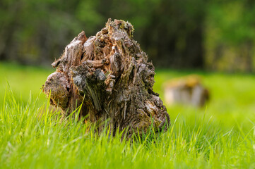 Old crumbled tree stump in green grass