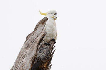 Sulphar crested cockatoo