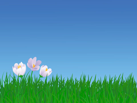Spring background with crocus flowers and green grass