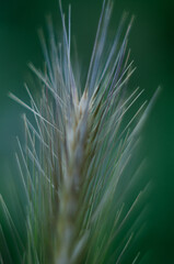 Photo of a spike of grass with a soft green background