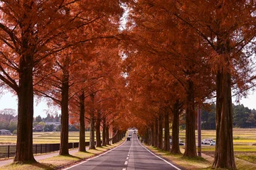 Fotobehang 滋賀県マキノのメタセコイア並木と田園風景 © 欣也 原