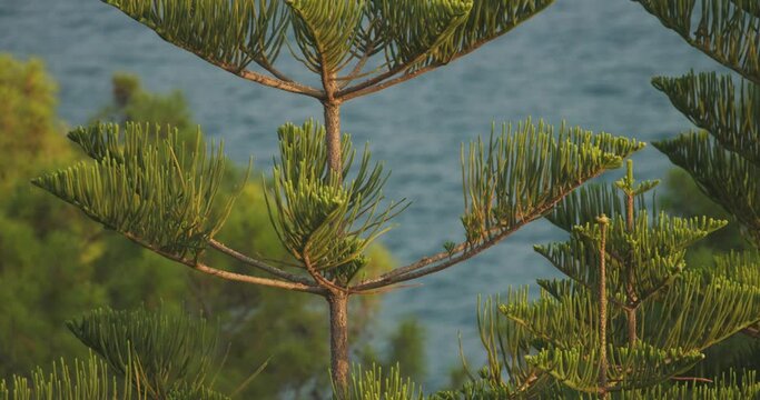 Araucaria Heterophylla Or Excelsa Is Species Of Conifer. Incekum, Turkey Pine Tree. Tree Is Endemic To Norfolk Island. Vernacular Name Norfolk. Sometimes Called Star Pine No Stinging Ones Shed Needles