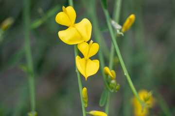 close-up of flowering yellow Spartium junceum, also known as Spanish broom, rush broom and weaver's...