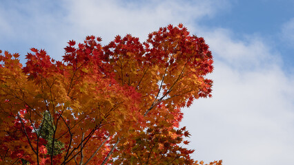 A beautiful colored autumn tree on a sunny day against a blue-sky background.
