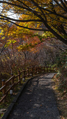 A wooden fence with beautiful autumn trees down the side of path, romantic landscape vistas.