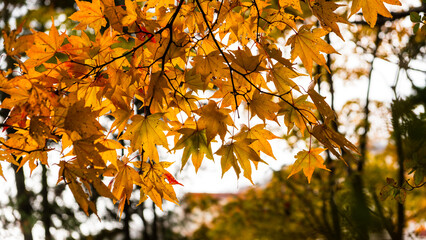 An autumn scene, the branches of a tree on a sunny day with orange and gold leaves, bokeh effect.