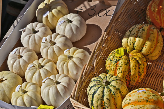 Zucche colorate in un mercato autunnale
