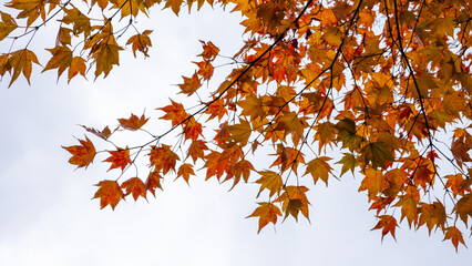 Beautiful autumn leaves on branches with a bright sky background.