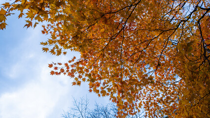 Beautiful autumn trees with colorful leaves in the morning.