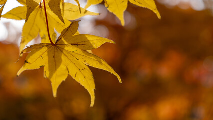 Beautiful vivid yellow and orange colored autumn leaves with translucent effects caused by morning sunlight.