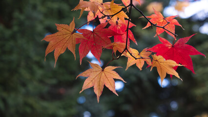 Vibrant and colorful autumn maple leaves nature background with bokeh
