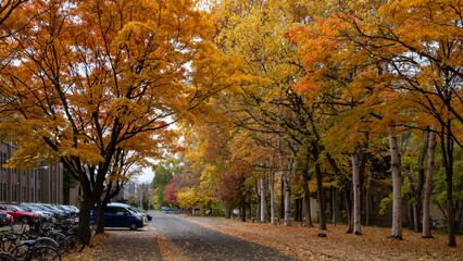 Autumn scene with the road, fall leaves and cars on the Hokkaido University campus.