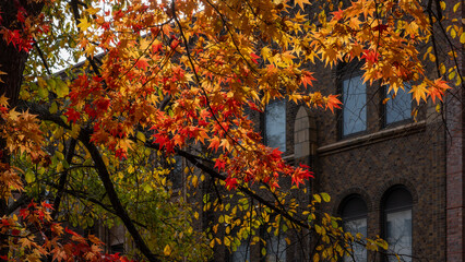 Vivid colored autumn leaves in front of a brick building, a scene at Hokkaido University campus.