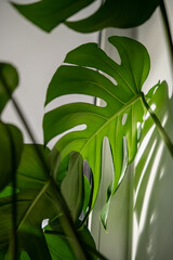 Closeup of glossy perforated leaf of decorative evergreen houseplant Monstera with shadow falling in light on wall. Exotic tropical philodendron with thin stem and split leaves popular at plant lovers © DimaBerlin