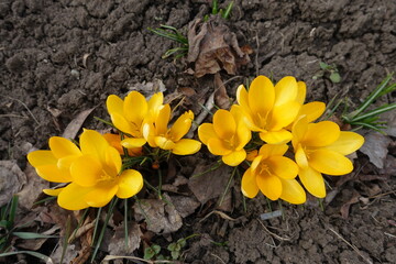Blossoming amber yellow crocuses among fallen leaves in March