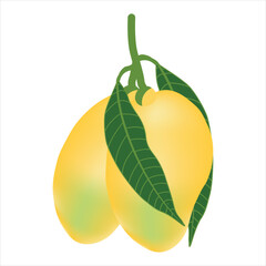 Vector delicious mango ripe yellow, orange  with leaf isolated on white background