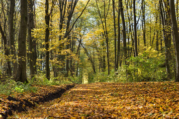 Obraz premium Autumn forest scenery with road of fall leaves and warm light illumining the gold foliage. Vivid october day in colorful forest
