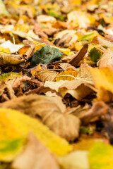 Nubia Correa Martínez