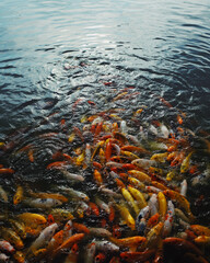 Fototapeta na wymiar fish in the pond