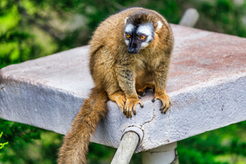 Brown animal from Africa, wildlife nature. Young monkey lemur in the mother fur coat. Cub baby of...