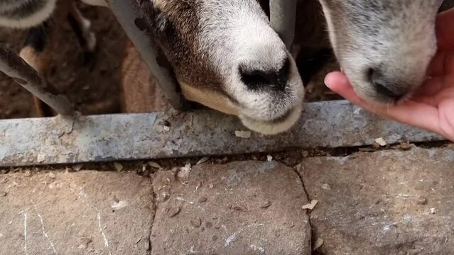 chewing goats, asking for food, eating from hands