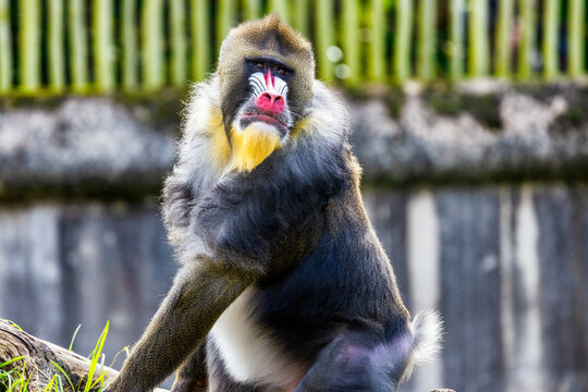 Portrait of the adult mandrill in its natural habitat close up, animal welfare concept