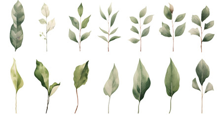 Watercolor floral illustration set of green leaf branches isolated on transparent background. Eucalyptus, olive, green leaves, - obrazy, fototapety, plakaty