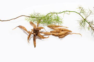 Shatavari or Asparagus racemosus roots isolated on white background, herbal or ayurvedic medicine - obrazy, fototapety, plakaty
