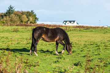 Stunning horse grazing on a green field in Dunnet village, Scotland, UK, with rural houses on the background under a blue sky