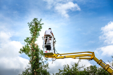 Unidentified arborist men in the air on yellow elevator, basket with controls, cutting off dead...