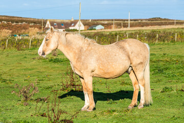 Elegant horse standing on a green field in Dunnet village, Scotland, UK, with rural houses on the background under a blue sky