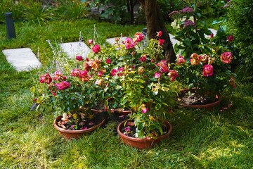 Fototapeta na wymiar Bushes of different roses planted in the garden.