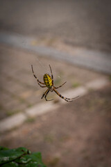Traenheim, France - 09 05 2021: Alsatian Vineyard. Macro view of a black and yellow spider .