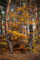 Las w jesiennych kolorach