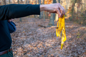 Man holds up banana peel on a hiking trail litter clean up environmental protection or littering concept. Closeup of arm and hand with autumn leaf woodland hiking trail background community service.