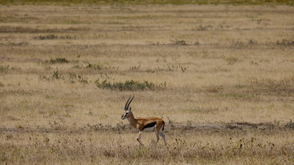 Naklejka na ściany i meble impala in the savannah of Serengeti National Park