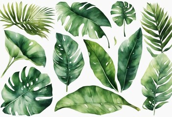 Set of watercolor tropical plant leaves on white