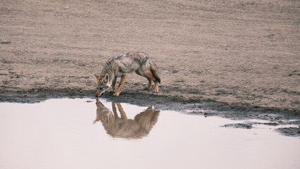 Jackal in Serengeti National Park drinking water
