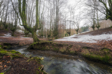 Beech forest between the river and with snow