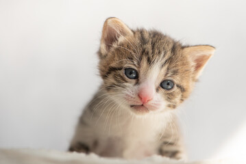 Naklejka na ściany i meble A real small tabby cat. 8-10 weeks old domestic kitten.