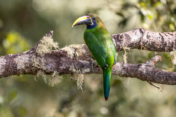 Emerald toucanet on a branch in San gerarto de Dota