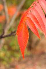 Beautiful lonely red leaf of Rhus typhina. Close-up.