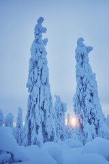 Snowy cold winter in the mountains landscape, trees in the snow in the morning, cold north wind....