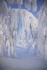 Fototapeta na wymiar Snowy cold winter in the mountains landscape, trees in the snow in the morning, cold north wind. Ice fir trees, Christmas