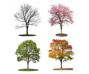 Fotobehang All four seasons trees isolated on transparent background © Animaflora PicsStock