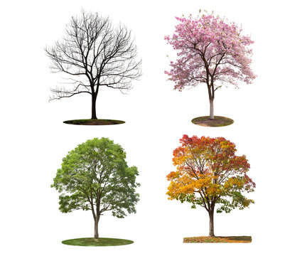 All four seasons trees isolated on transparent background