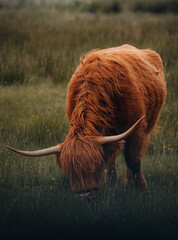 scottish highland cow in a field